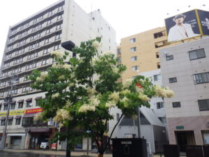 6月29日のハシドイ