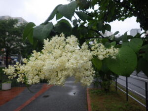6月29日のハシドイの花