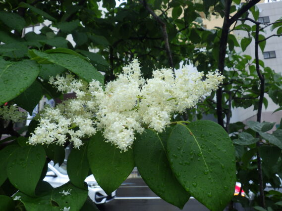 「ハシドイ、シモツケ、ヤマボウシ、ヘメロカリス。」の画像