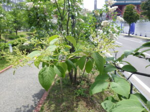 6月2日のハシドイのつぼみ