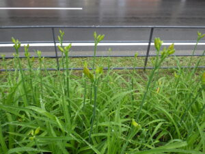 6月29日のヘメロカリスのつぼみ