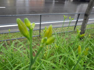 6月29日のヘメロカリスのつぼみ