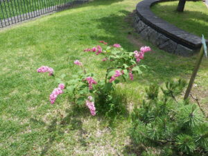 6月2日の遅咲きライラック「ミスカナダ」の花