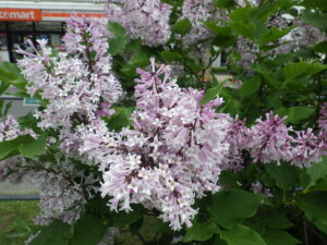 6月2日の遅咲きライラック「ミスキム」の花