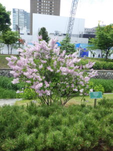 6月2日の遅咲きライラック「ミスキム」の様子