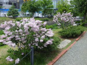 6月2日の遅咲きライラック「ミスキム」の様子