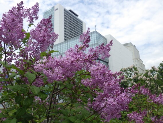 「遅咲きライラックが見頃を迎えます」の画像