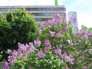 6月2日の遅咲きライラック「メヌエット」の花