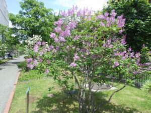 6月2日の遅咲きライラック「メヌエット」の様子