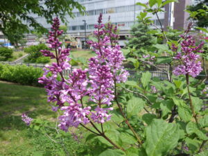 6月2日の遅咲きライラック「メヌエット」の花とつぼみ