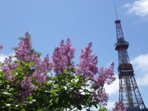 6月4日のメヌエットの花とテレビ塔の様子