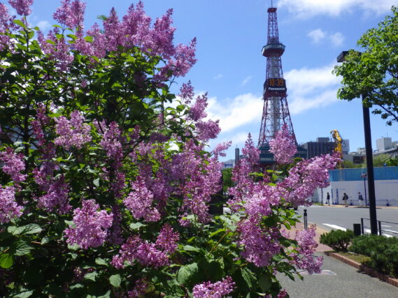 「ライラック写真募集は今日で終了です」の画像