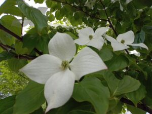 6月23日のヤマボウシの花