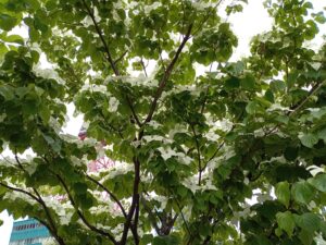 6月23日のヤマボウシ