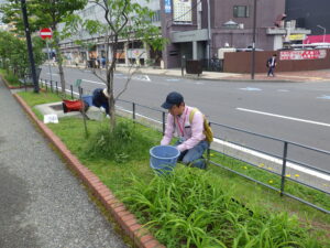 6月17日に芝生の除草をする創成ボラ