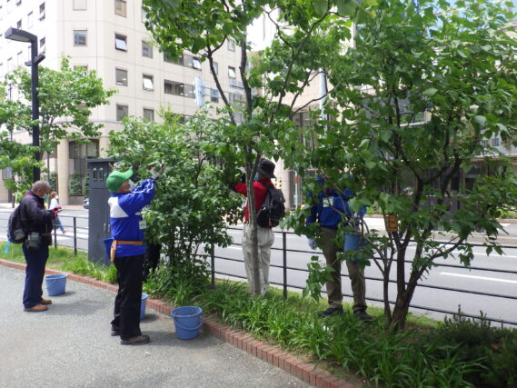 「6月前半の公園ボランティア」の画像