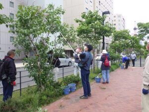 5月31日にライラックの花がら摘みの作業をする植物ボランティア