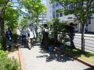 6月7日にライラックの花がら摘みの作業をする植物ボランティア