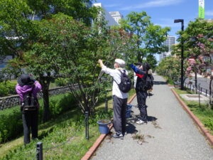 6月7日にライラックの花がら摘みの作業をする植物ボランティア