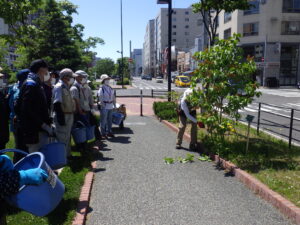 6月14日にライラックの花後剪定の指導を受ける植物ボランティア