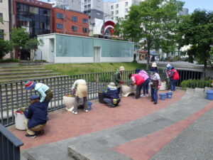 6月9日に狸二条コンテナの花がら摘みをする花くらぶ