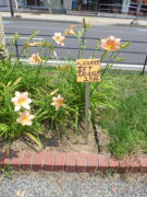 ヘメロカリス「エドナスポルディング」の名札