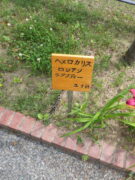 ヘメロカリス「ロシアンラプソディー」の名札