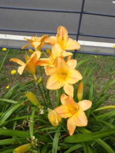 7月14日に咲いていたヘメロカリスの「エッチドインゴールド」の花