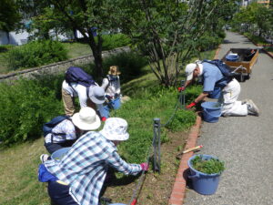 7月6日の活動でスズラン花壇の除草をするお助け隊