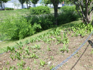 7月6日のお助け隊の活動で綺麗になったスズラン花壇