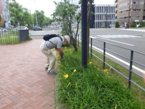 7月13日の活動でヘメロカリスの名札付けをするお助け隊