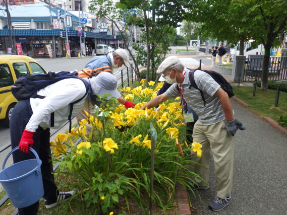 「除草と花がら摘みの7月前半の公園ボランティア」の画像