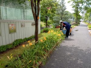 7月20日の活動でヘメロカリスの花がら摘みをするお助け隊