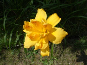 7月29日に咲いていたイエローペチコーツ