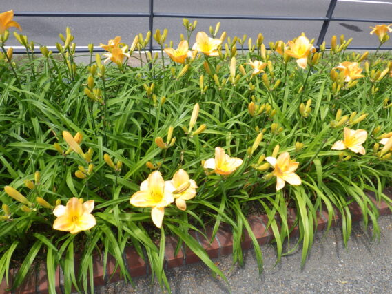 「いろいろなヘメロカリスが咲き始めました」の画像