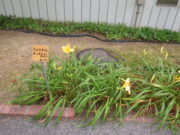 ヘメロカリス「エッチドインゴールド」の名札