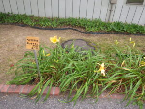 ヘメロカリス「エッチドインゴールド」の名札