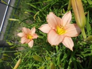 7月14日に咲いていたヘメロカリスの「エドナスポルディング」の花