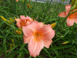 7月15日に咲いていたヘメロカリスのオーチャードスプライト