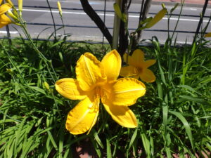 7月21日に咲いていたヘメロカリスのカートホイールズの花