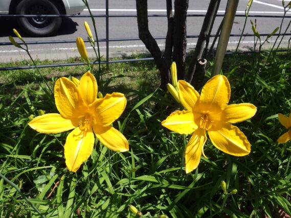 「ヘメロカリスが咲いています」の画像