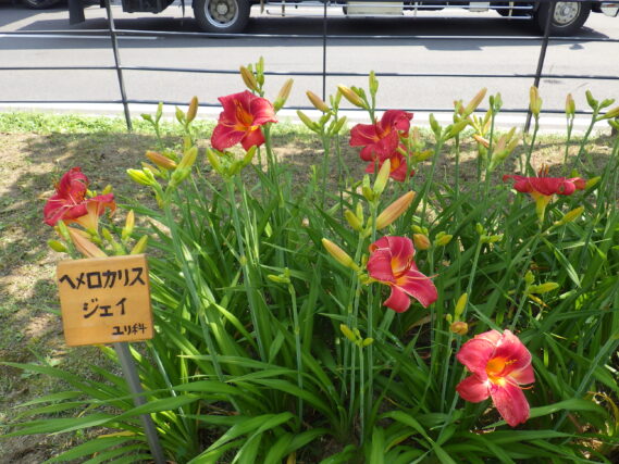 「ヘメロカリス全種類が咲きました」の画像