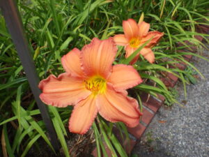 7月21日に咲いていたヘメロカリスのジャスパーデビルの花