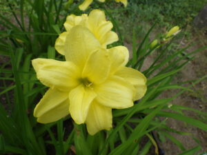 7月14日に咲いていたヘメロカリスの「ダブルキューティー」の花