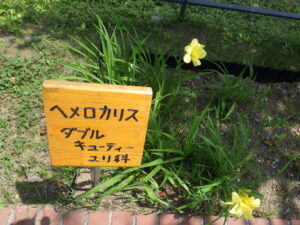 ヘメロカリス「ダブルキューティー」の名札