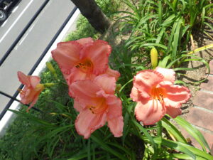 7月14日に咲いていたヘメロカリスの「ダンシングシバ」の花