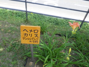 ヘメロカリス「ダンシングシバ」の名札