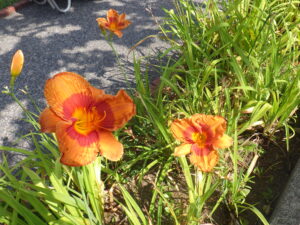 7月27日に咲いていたデュークオブダーハム