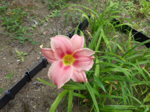 7月14日に咲いていたヘメロカリスの「トゥーシーローズ」の花