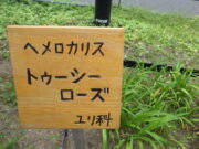 ヘメロカリス「トゥーシーローズ」の名札